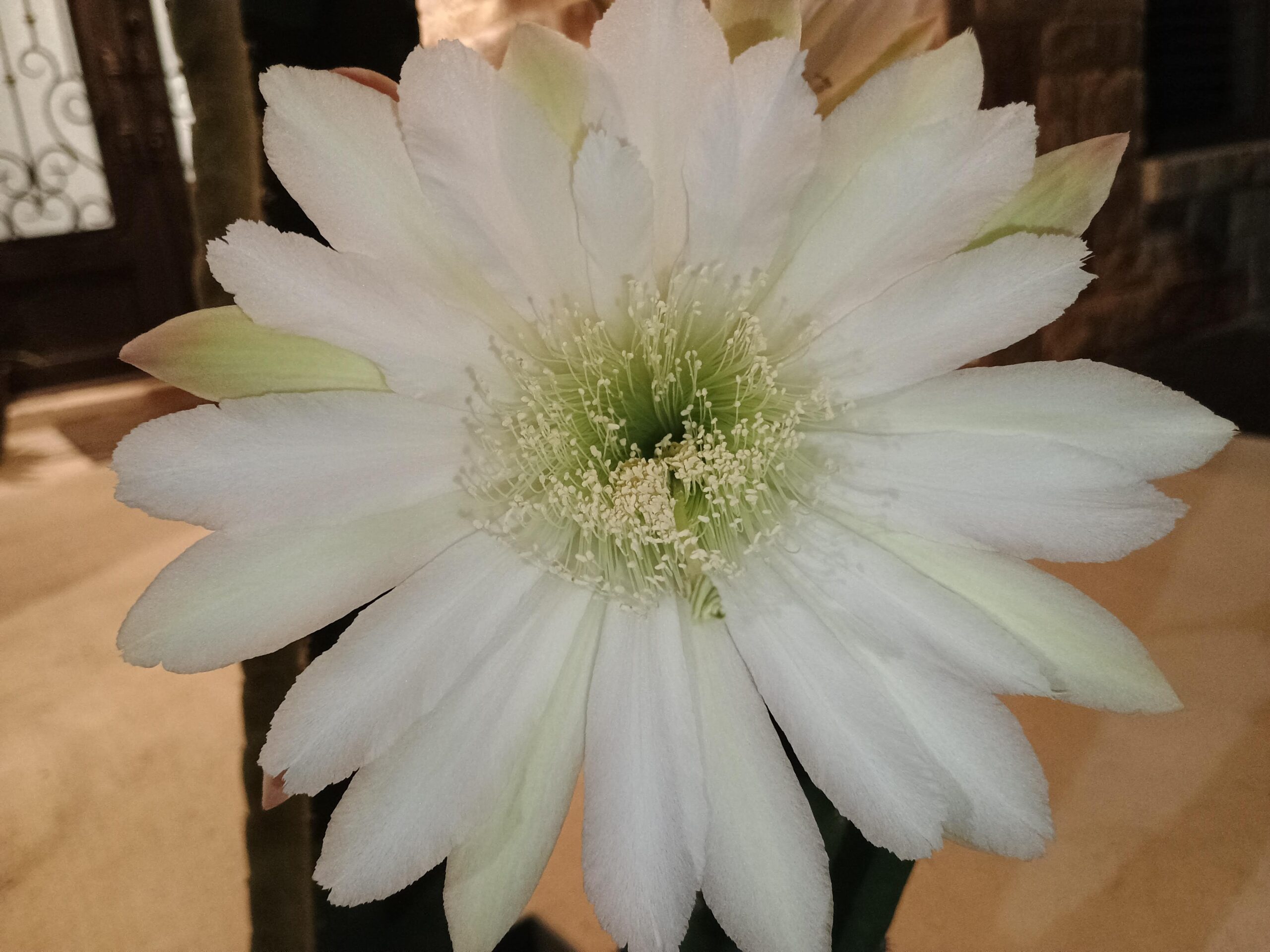 About cactusflower